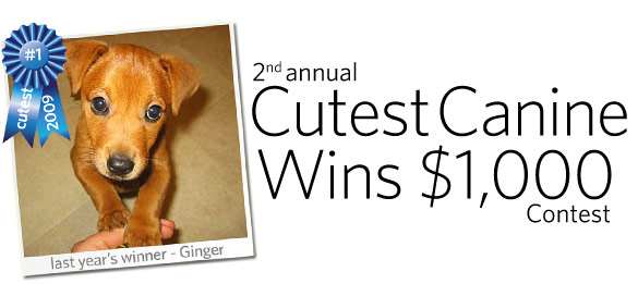 2nd annual Cutest Canine Wins $1,000 Contest