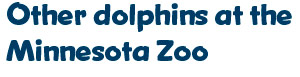 Other dolphins at the Minnesota Zoo